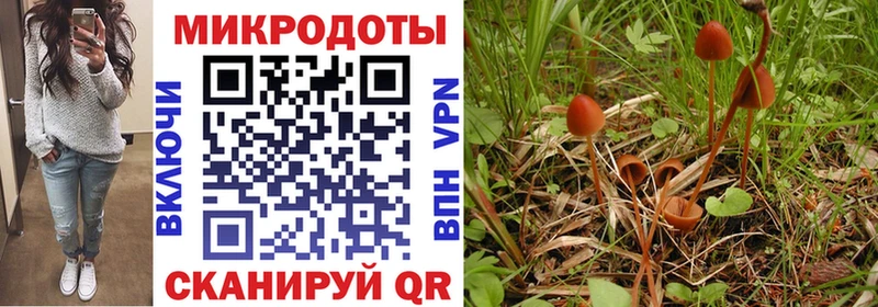 Псилоцибиновые грибы Psilocybine cubensis  Купить где  Выкса 